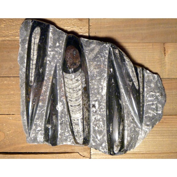 Orthoceras fossils large tablet plate 9" x 7" x 1.5" fossil collector - Picture 1 of 3
